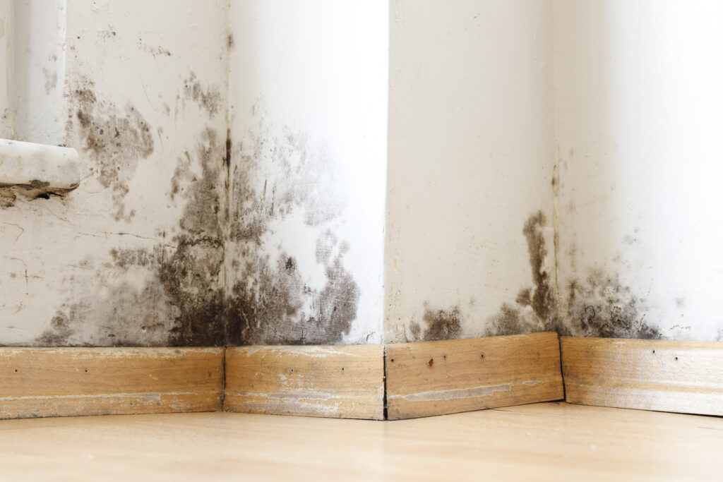 Damp building damaged by black mold and fungus, dampness or water. infiltration, insulation and mold problems in the wall of the house