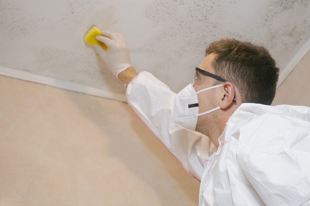 How to Identify Toxic Black Mold